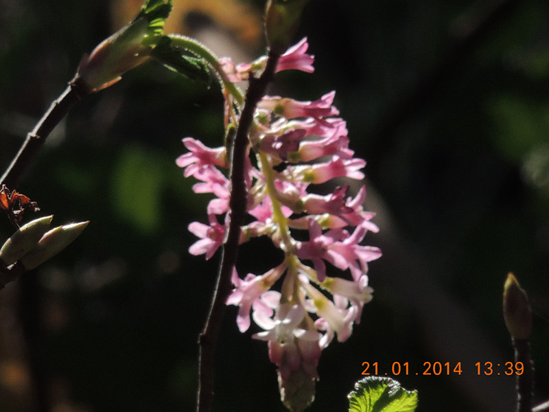 flower #2 969_.jpg