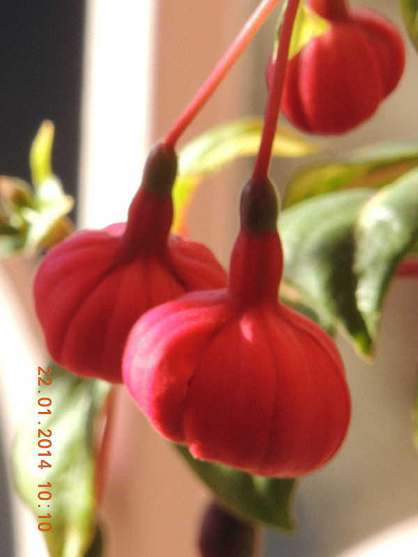flower #2 981_ת_.jpg