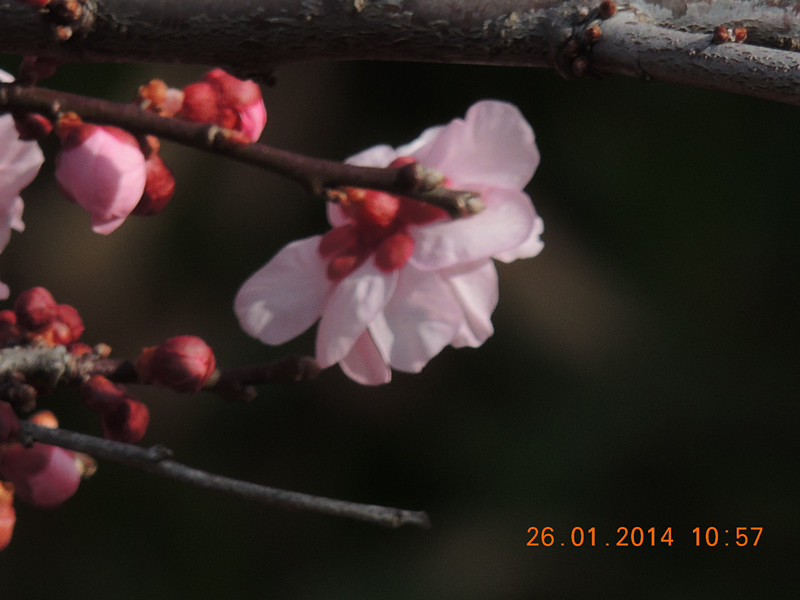 flower #2 1012_.jpg