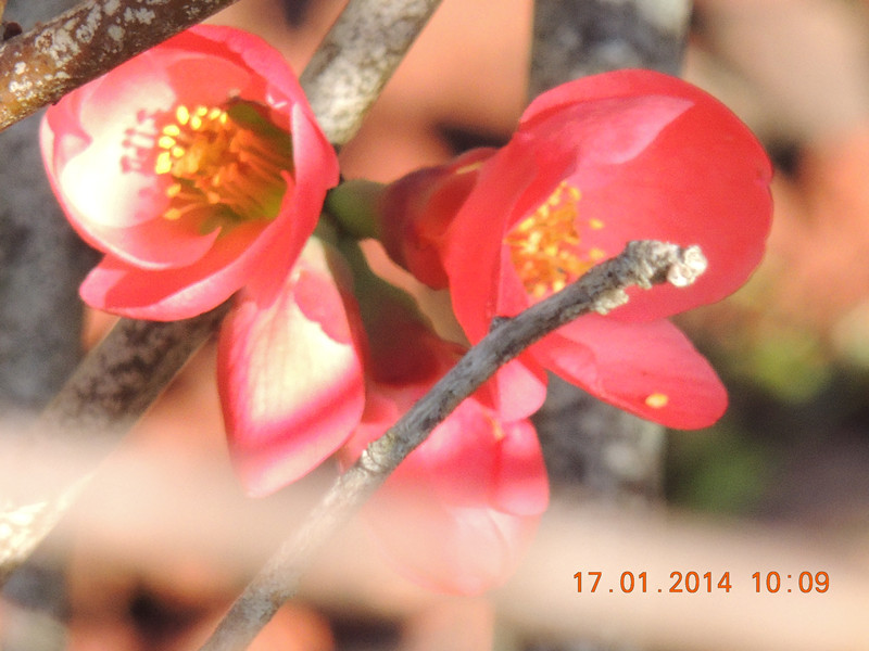 flower #2 812_.jpg
