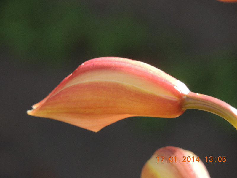flower #2 896_.jpg