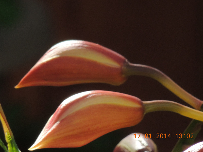 flower #2 884_.jpg