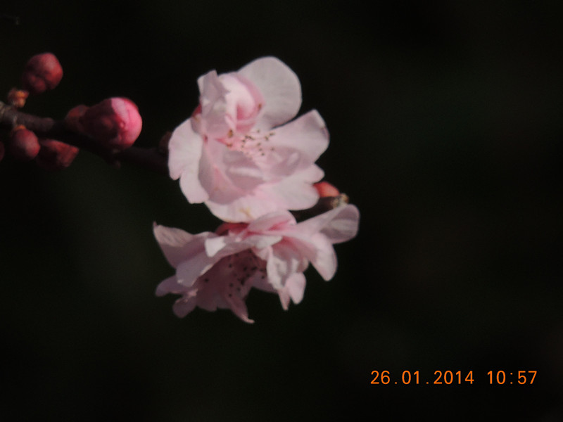 flower #2 1011_.jpg