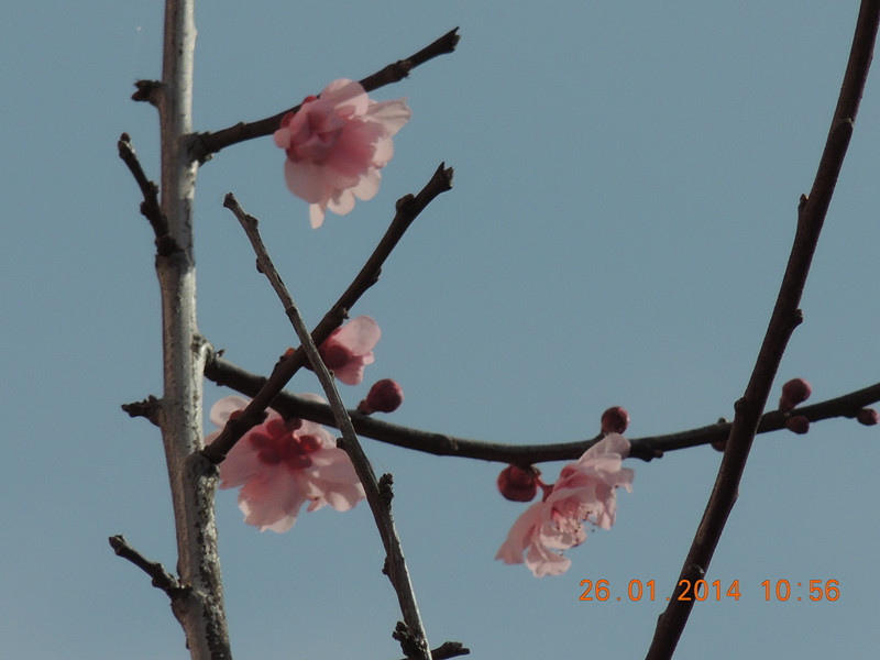 flower #2 1010_.jpg