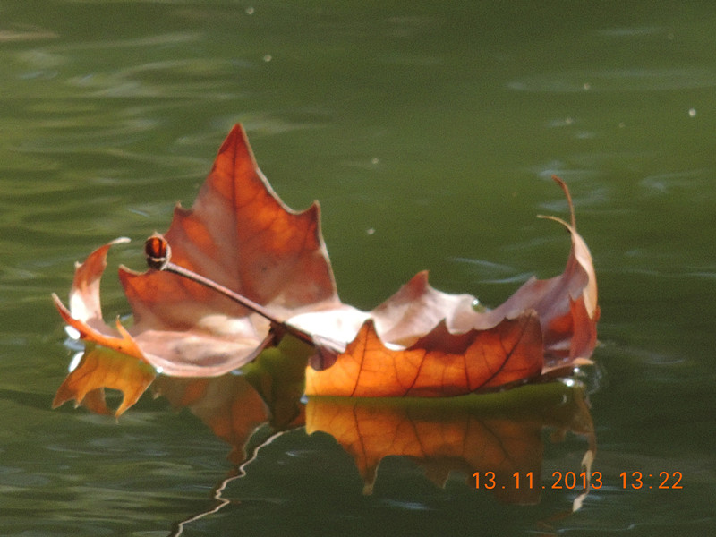 Golden gate park 979_.jpg