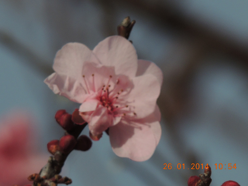 flower #2 1007_.jpg