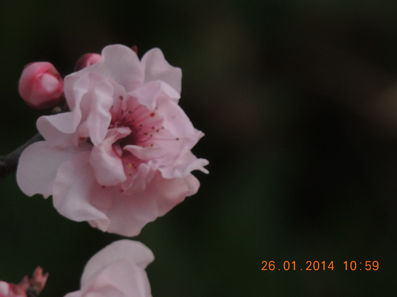 flower #2 1018_.jpg