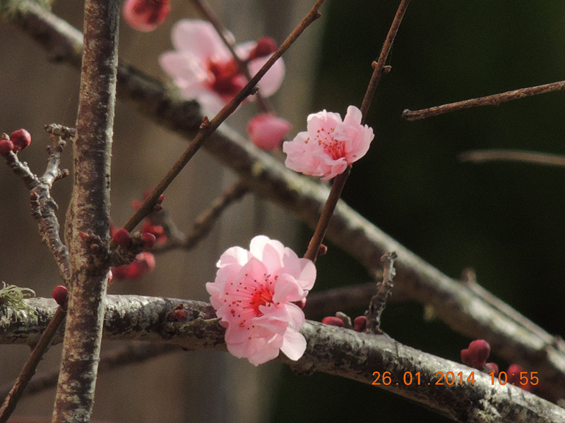 flower #2 1009_.jpg