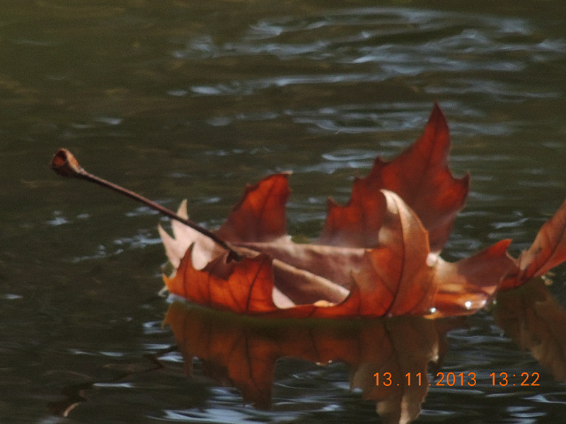 Golden gate park 978_.jpg