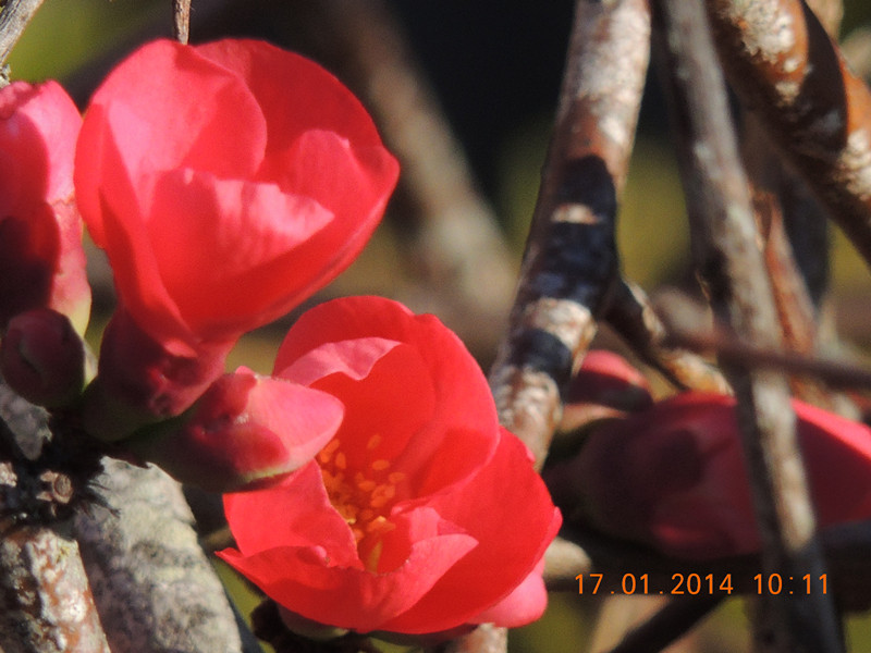 flower #2 817_.jpg