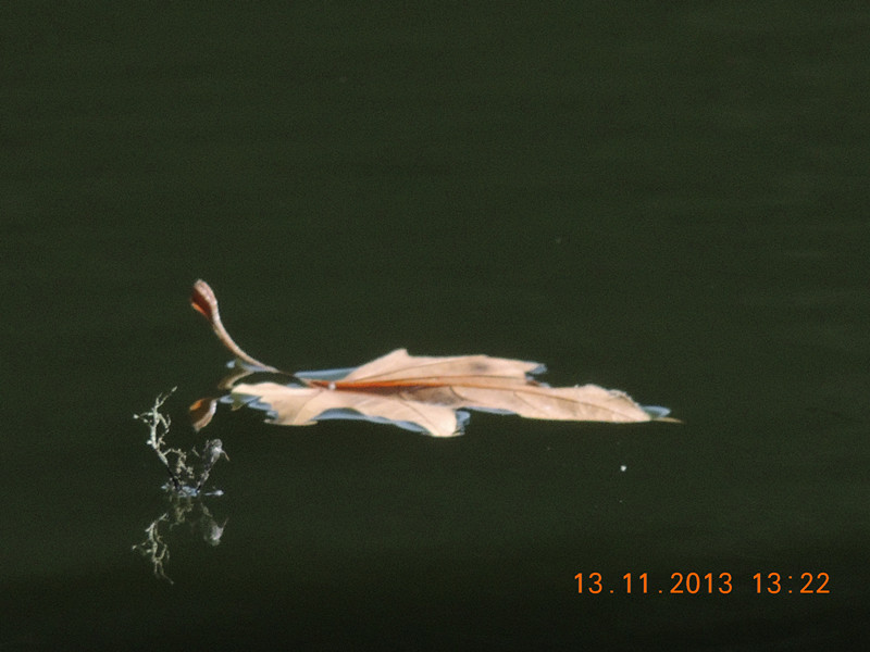 Golden gate park 976_.jpg