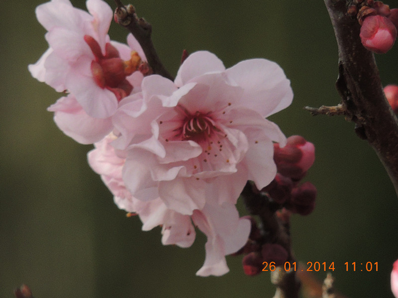 flower #2 1023_.jpg