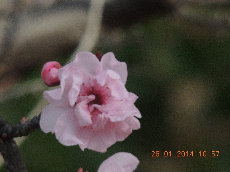 flower #2 1013_.jpg