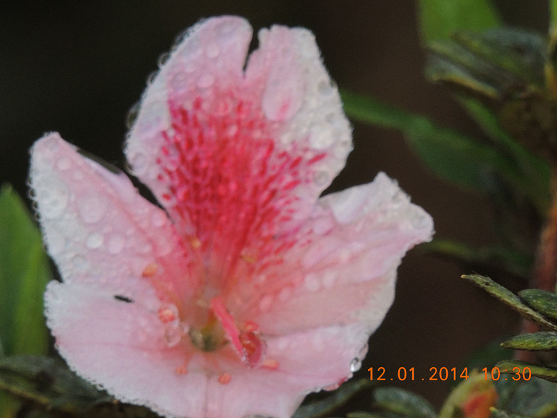 flower #2 751_.jpg