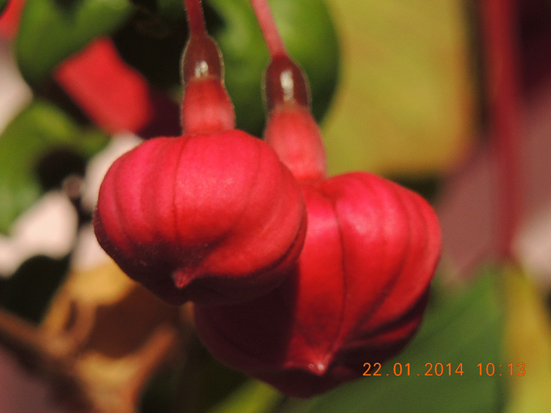 flower #2 988_.jpg