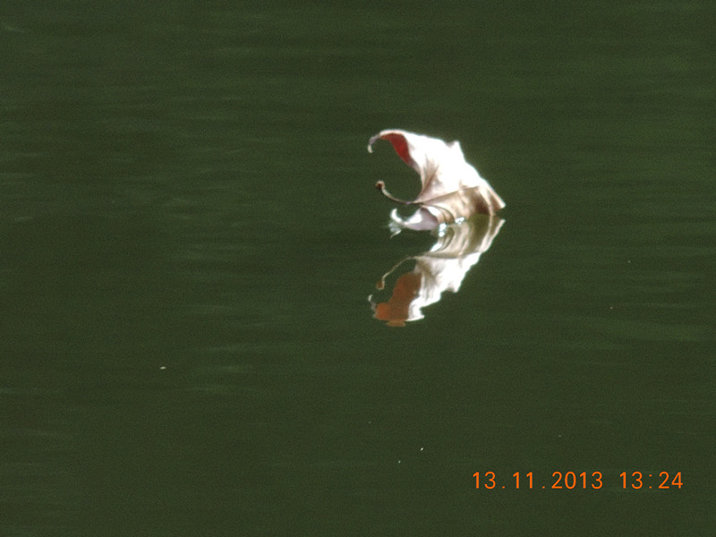 Golden gate park 989_.jpg