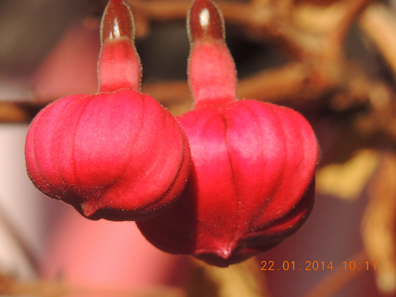 flower #2 982_.jpg
