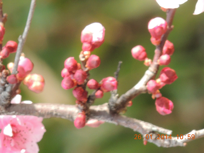 flower #2 1016_.jpg