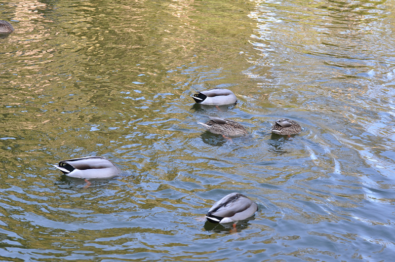 Golden gate park 264_.jpg