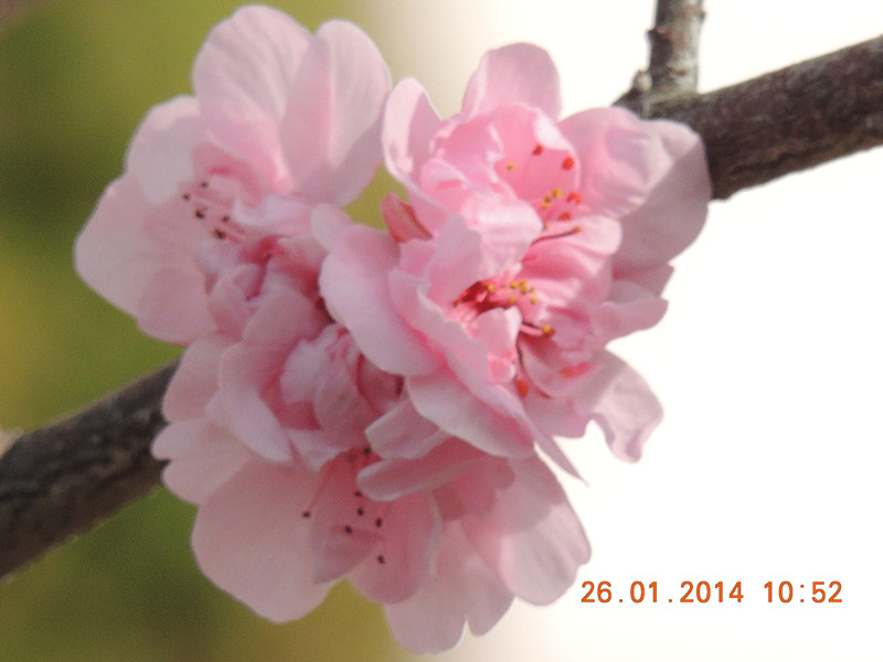 flower #2 1003_.jpg