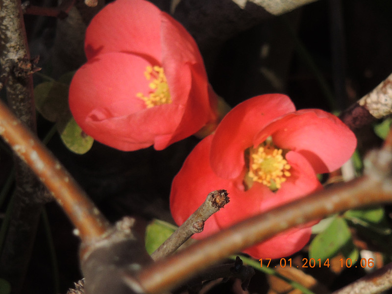 flower #2 795_.jpg