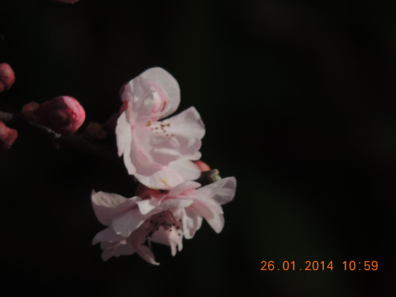 flower #2 1017_.jpg