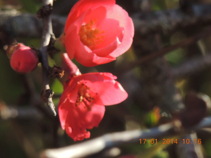 flower #2 842_.jpg