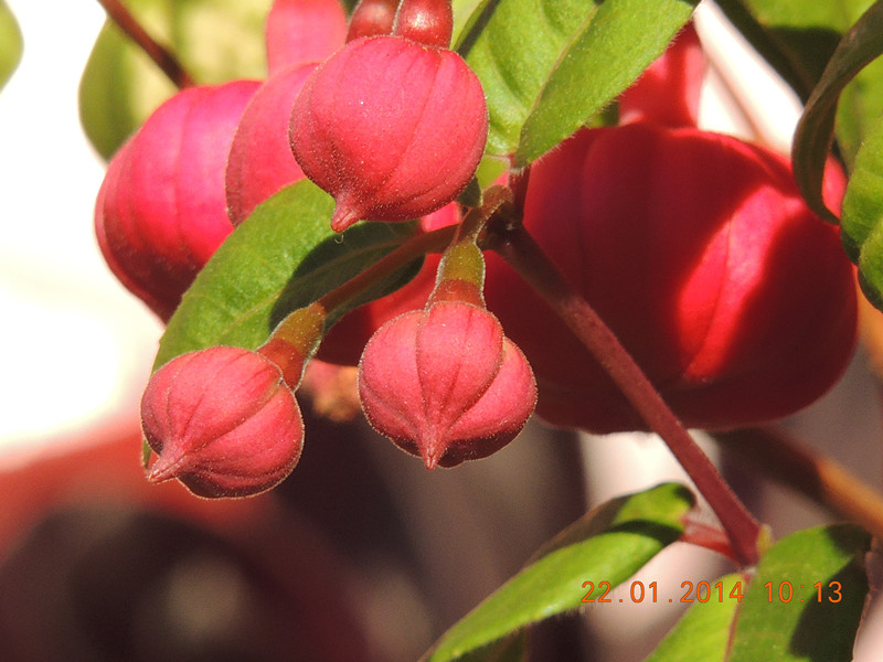 flower #2 989_.jpg