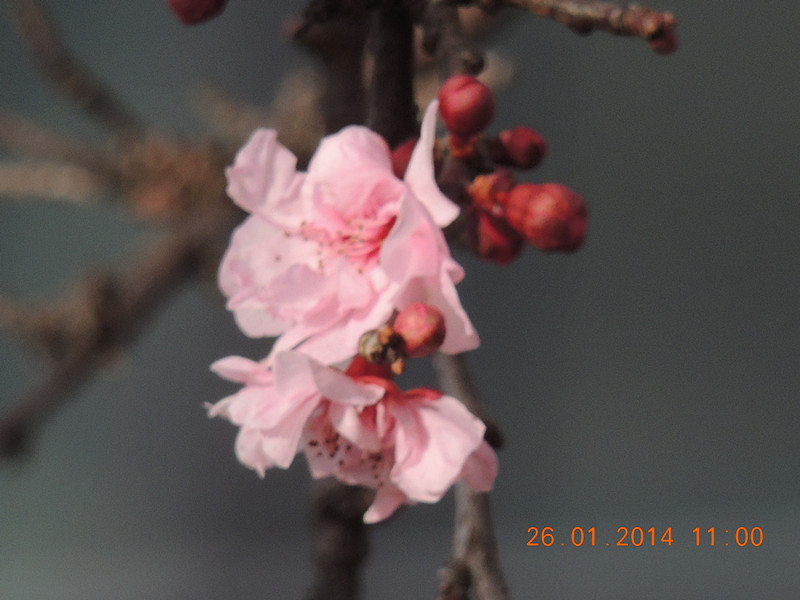 flower #2 1021_.jpg