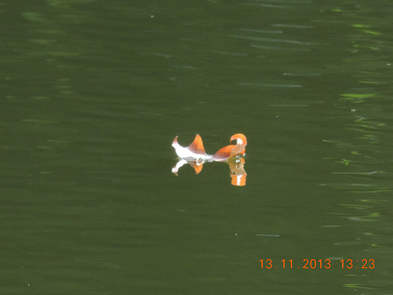 Golden gate park 986_.jpg