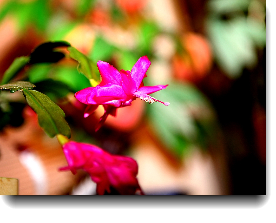 IMG_0879a.jpg