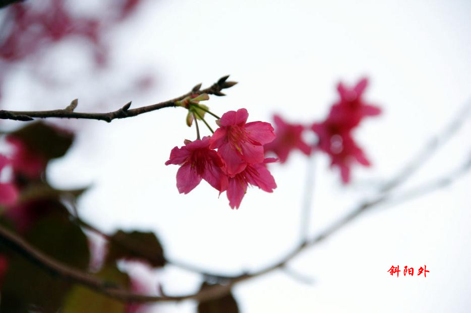 _MG_74372014--1--25_.jpg