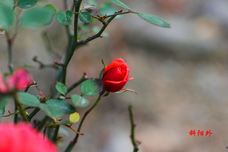 _MG_70422014--17_.jpg