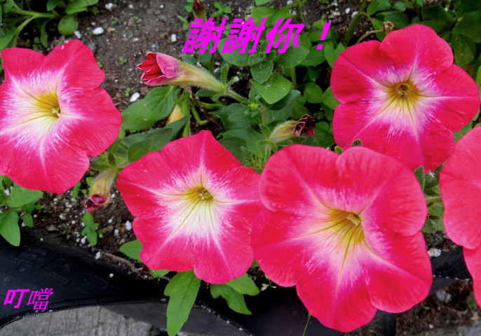 IMG_0001_6190.jpg