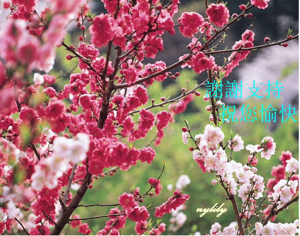 taohua2_005 - Copy.jpg