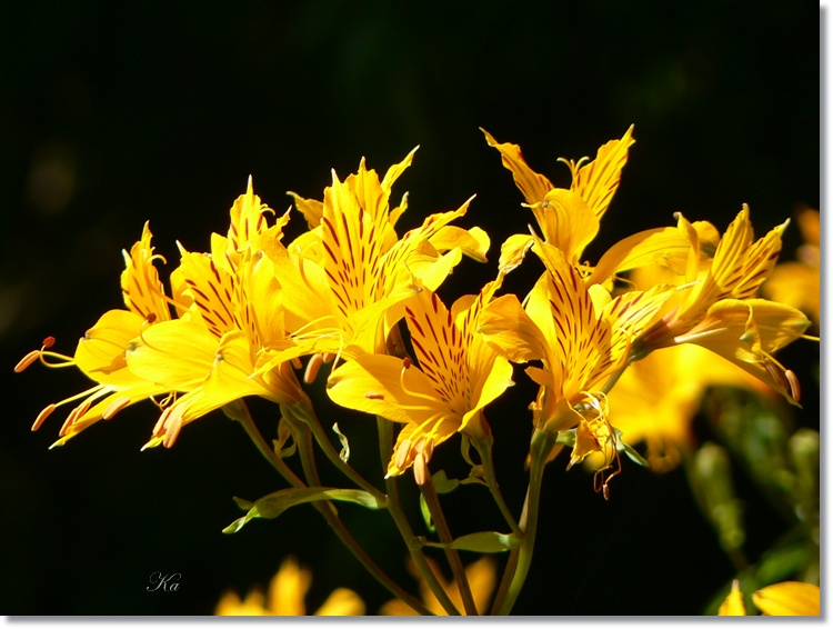 Flower 16-01-14 276.jpg