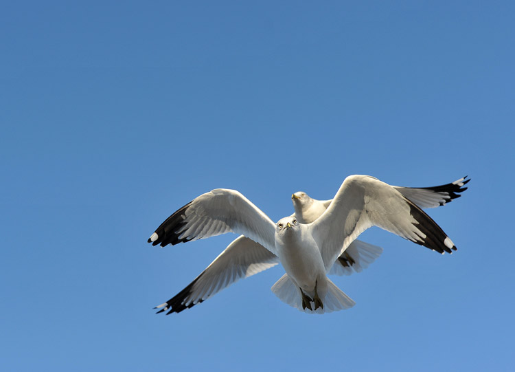 DSC_0244.jpg