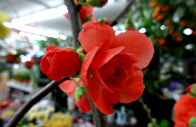 DSC03654.jpg