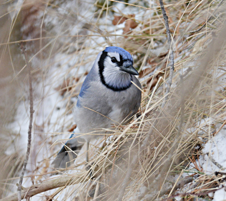 DSC_7261_HZPsnn.jpg