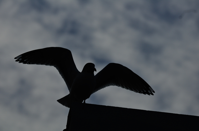 DSC_1366.jpg