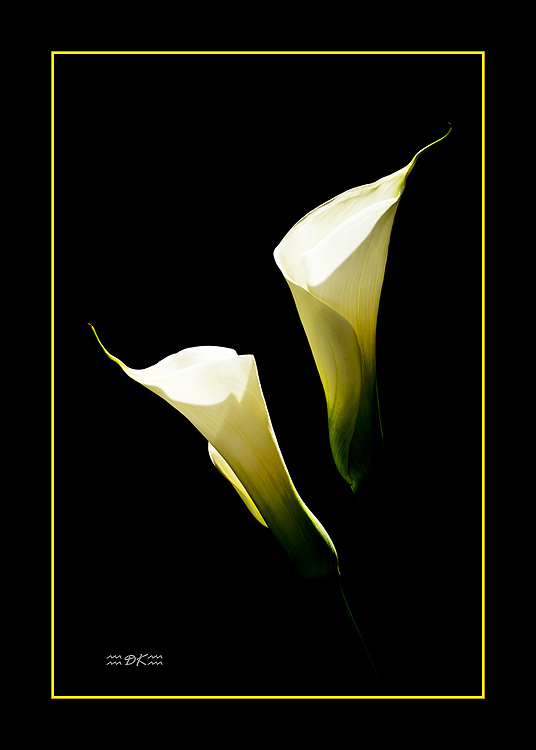 DSC_9551C.jpg