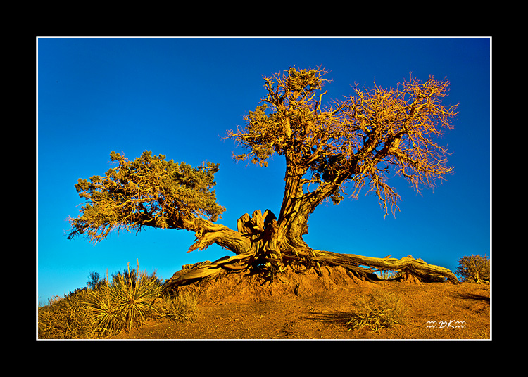 DSC_3165C1.jpg