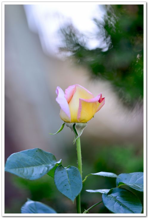 nEO_IMG_DSC_7919.jpg