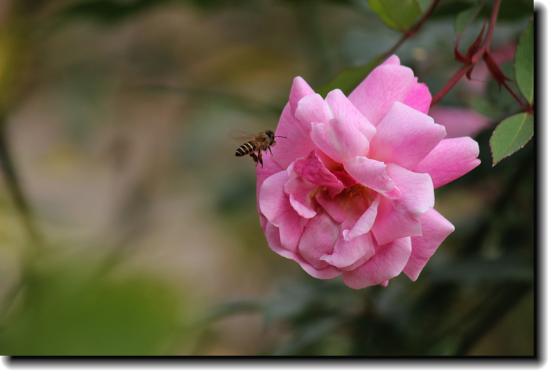 IMG_8806_.jpg