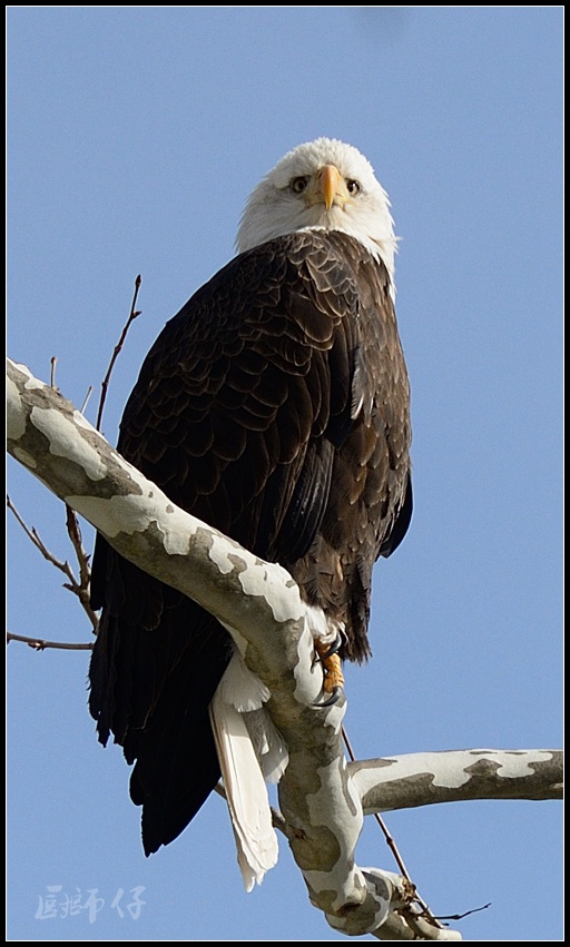 DSC_37171.jpg
