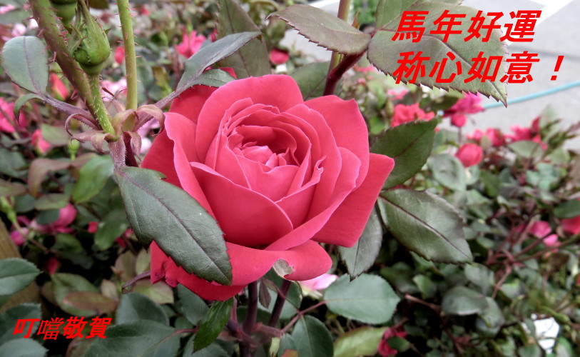 IMG_0001_6662.jpg