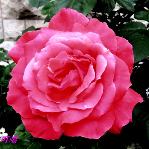 IMG_0001_6756.jpg