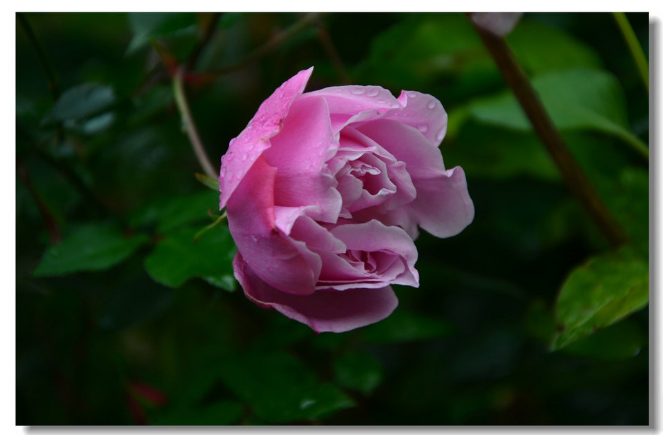 DSC_6525.jpg