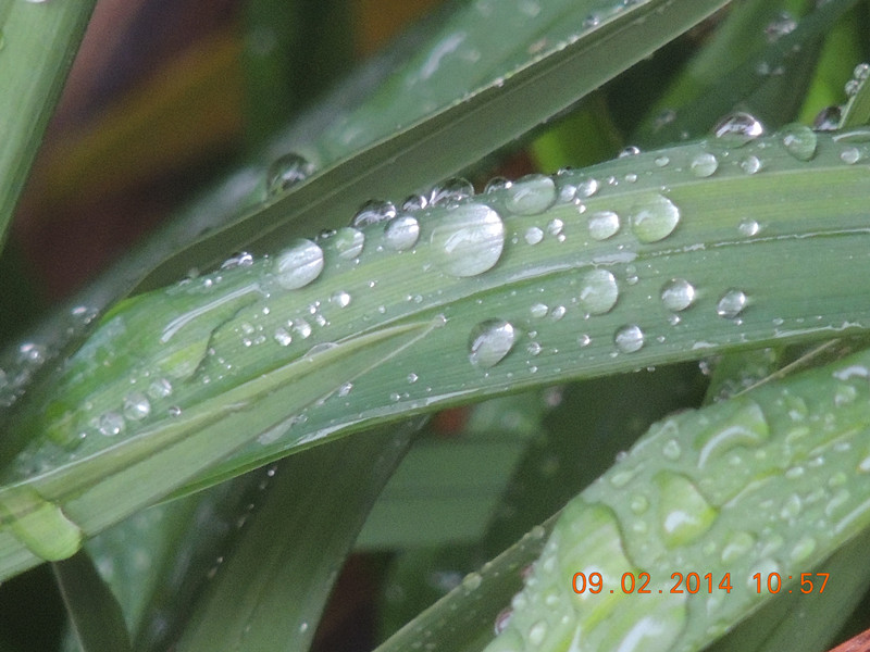 flowers 2014 066_.jpg