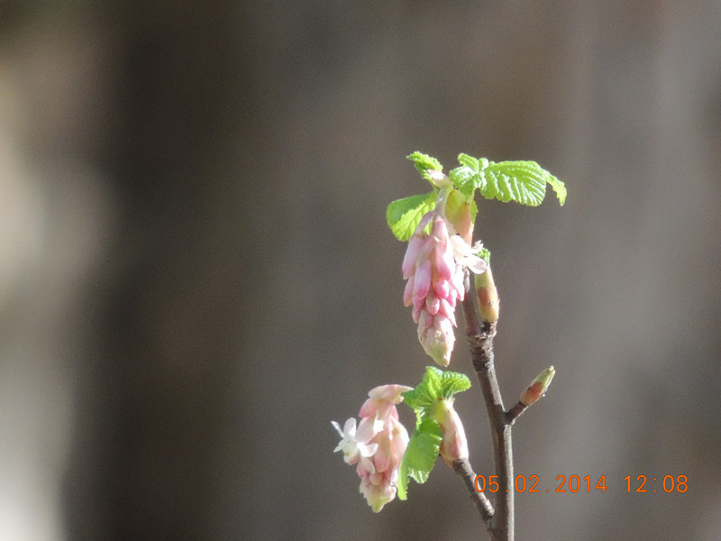 flowers 2014 044_.jpg